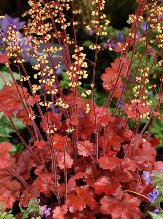 HEUCHERA, ROOT BEER (CORAL BELLS)