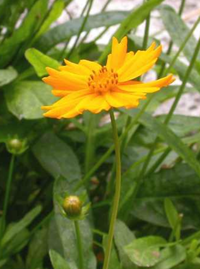 COREOPSIS, NANA (TICKSEED)