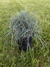 CAREX, BLUE ZINGER (SEDGE)