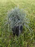 CAREX, BLUE ZINGER (SEDGE)