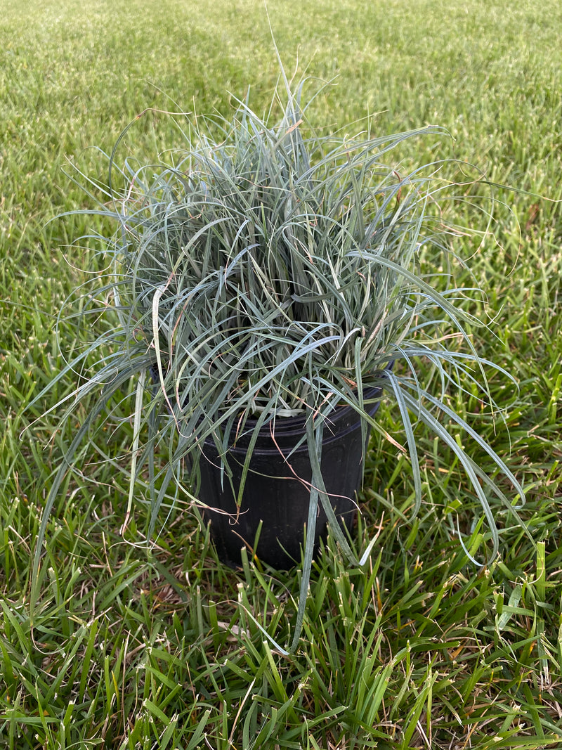 CAREX, BLUE ZINGER (SEDGE)