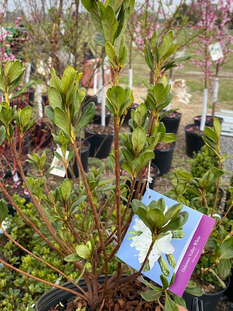 AZALEA, DELAWARE VALLEY WHITE – Garden Shack Farm