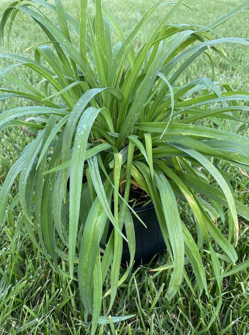 HEMEROCALLIS, HAPPY RETURNS (DAYLILY)