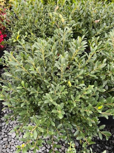 HOLLY, HOOGENDORN (JAPANESE)