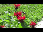 MONARDA, JACOB CLINE (BEE BALM)