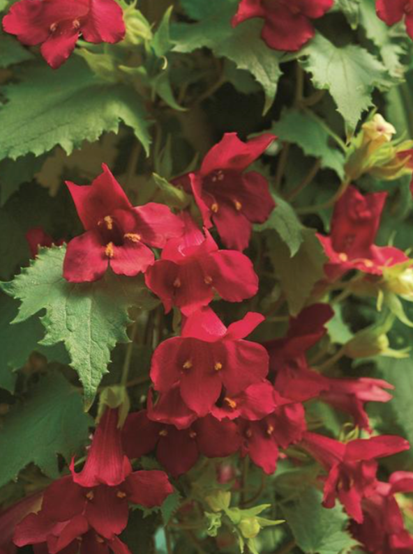 LOPHOSPERMUM, LOFOS WINE RED