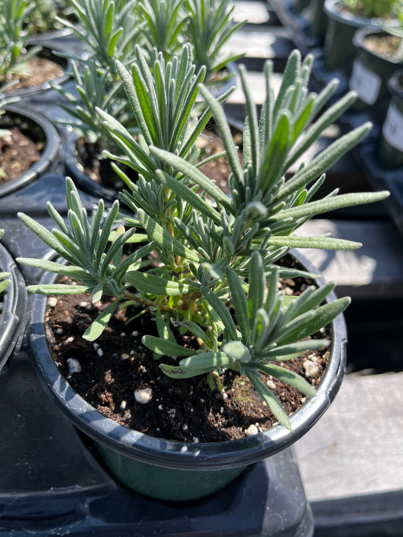grosso lavender plants for sale near me LAVENDER, GROSSO – Garden Shack Farm