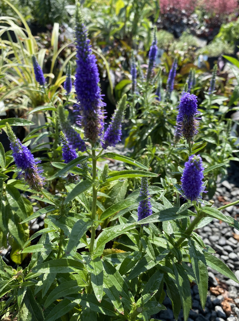 VERONICA, ROYAL CANDLES (SPEEDWELL) – Garden Shack Farm