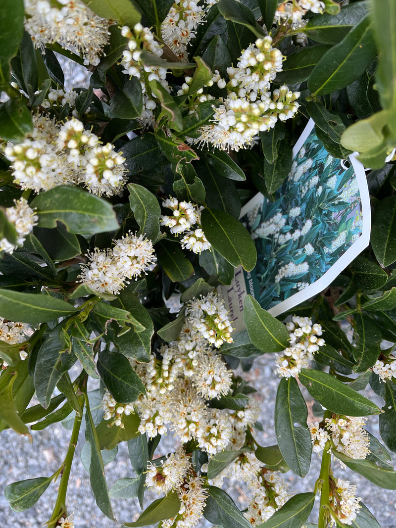 CHERRY LAUREL, OTTO LUYKEN