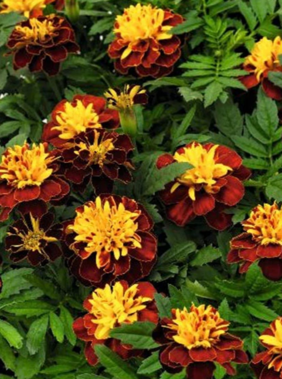 MARIGOLD, SUPER HERO SPRY