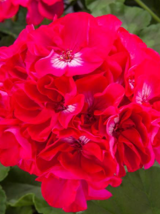 GERANIUM, CALLIOPE LARGE HOT ROSE