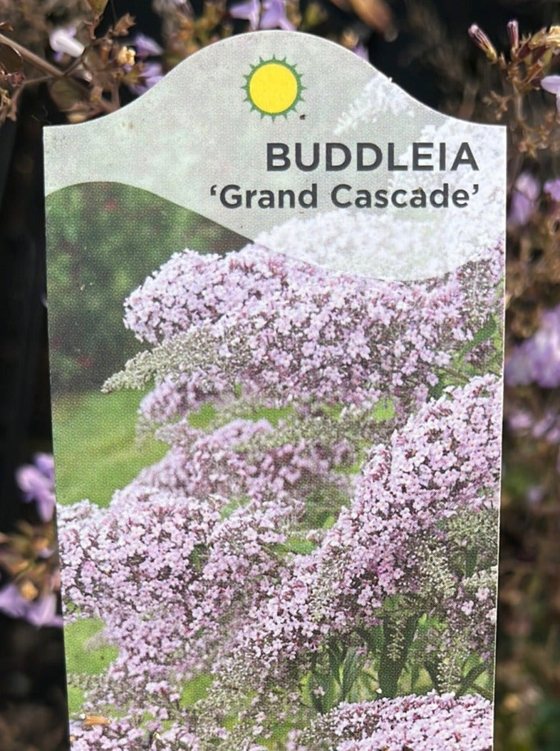 BUDDLEIA, GRAND CASCADE (BUTTERFLY BUSH)