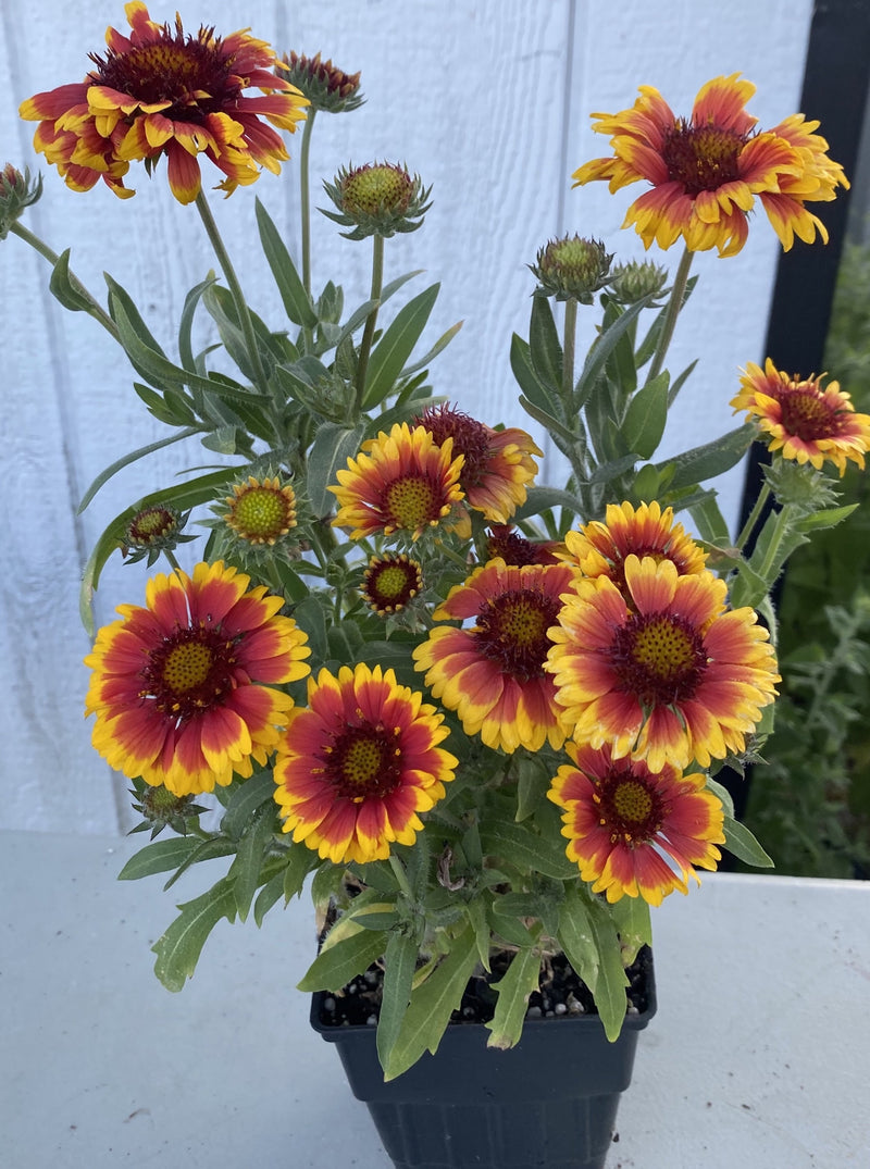 GAILLARDIA, ARIZONA SUN (BLANKET FLOWER)