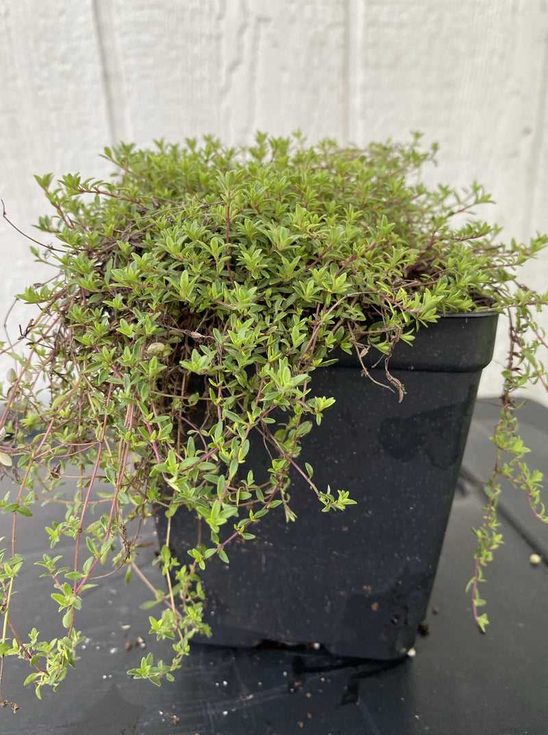 THYME, CREEPING RED