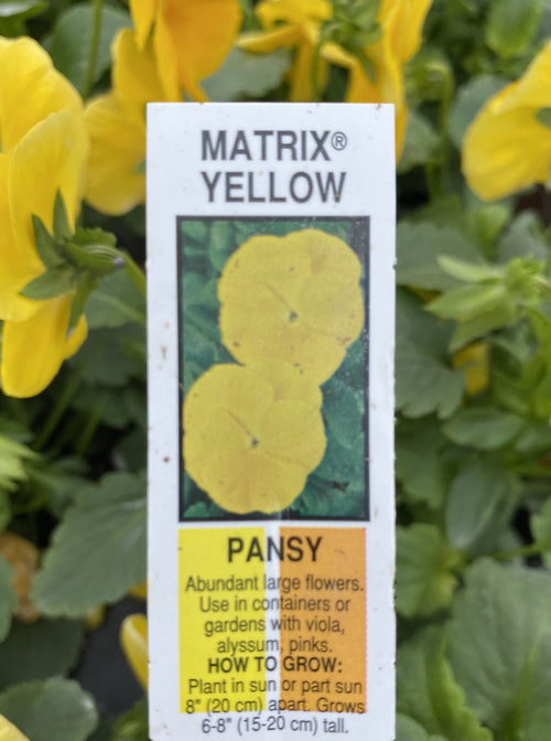 PANSY, MATRIX YELLOW