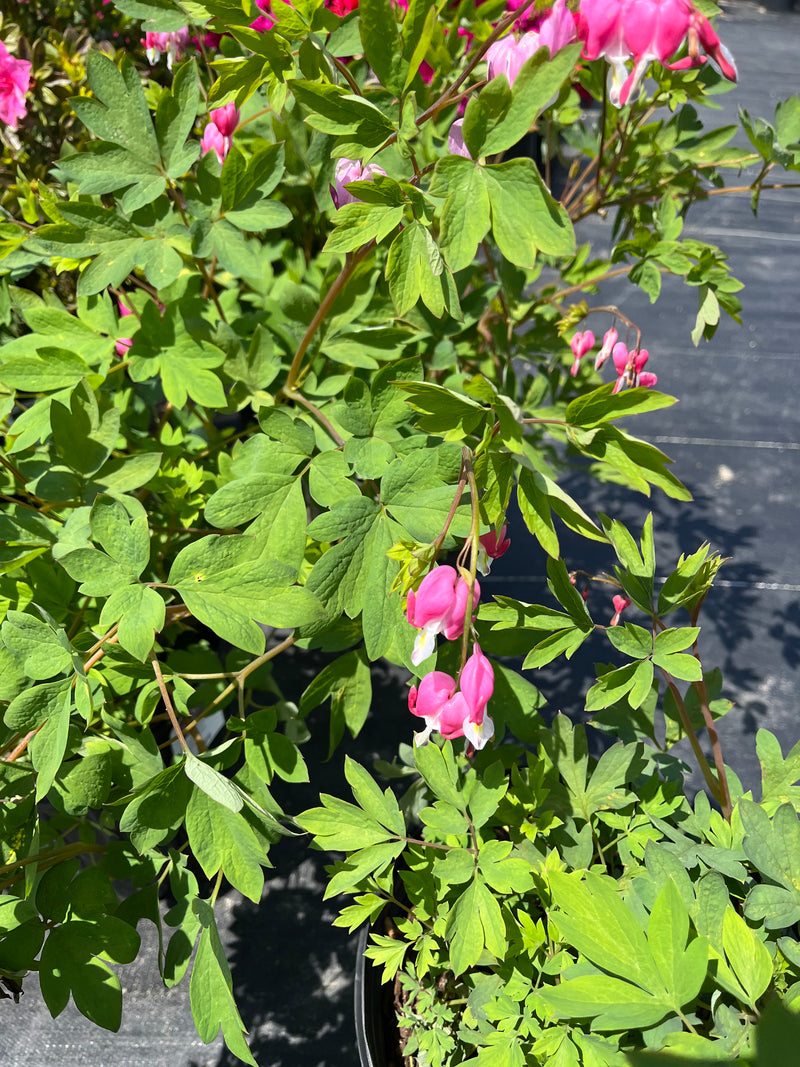 DICENTRA SPECTABILIS (BLEEDING HEART)