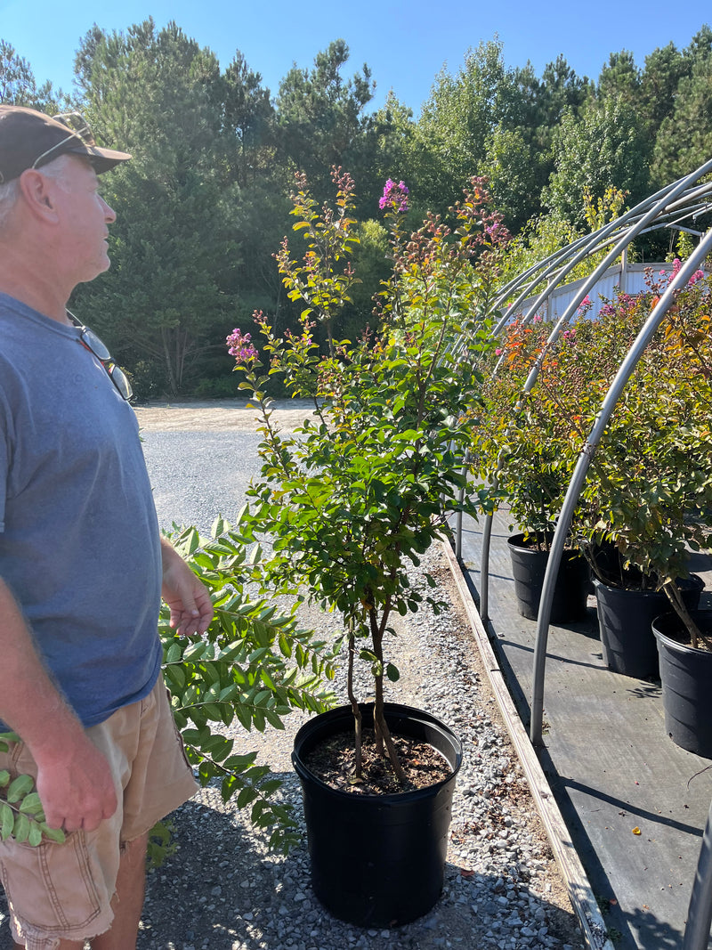CRAPE MYRTLE, CATAWBA