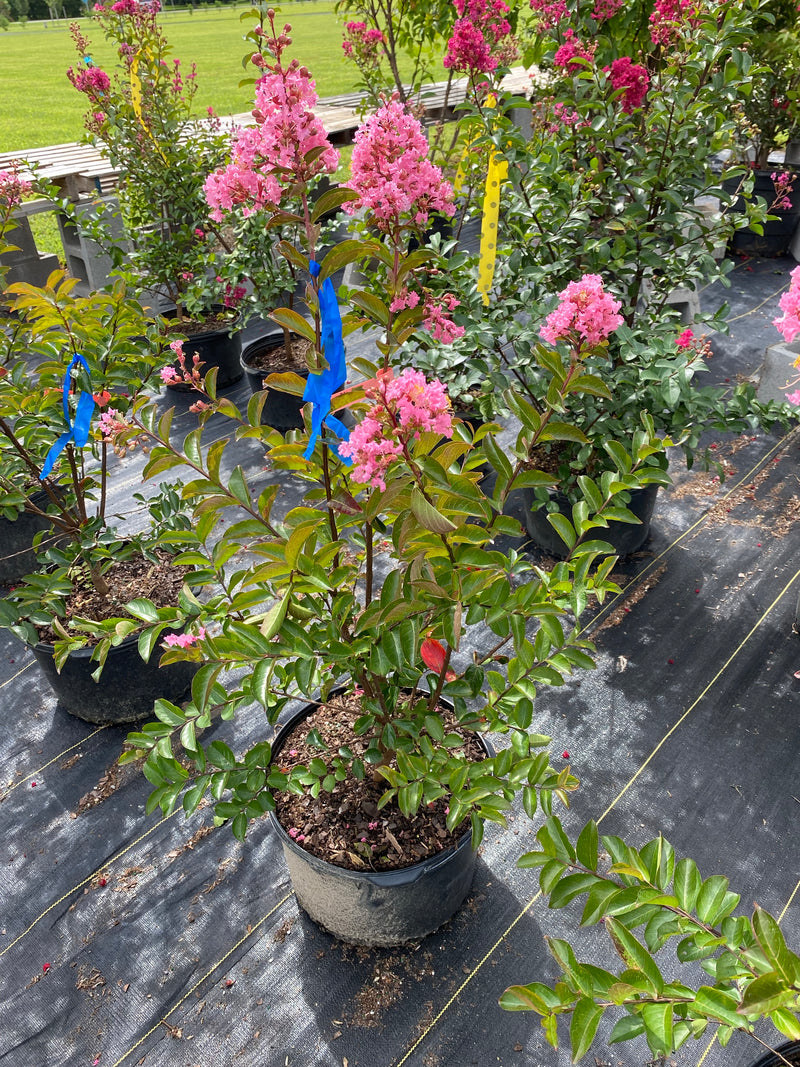 CRAPE MYRTLE, SIOUX
