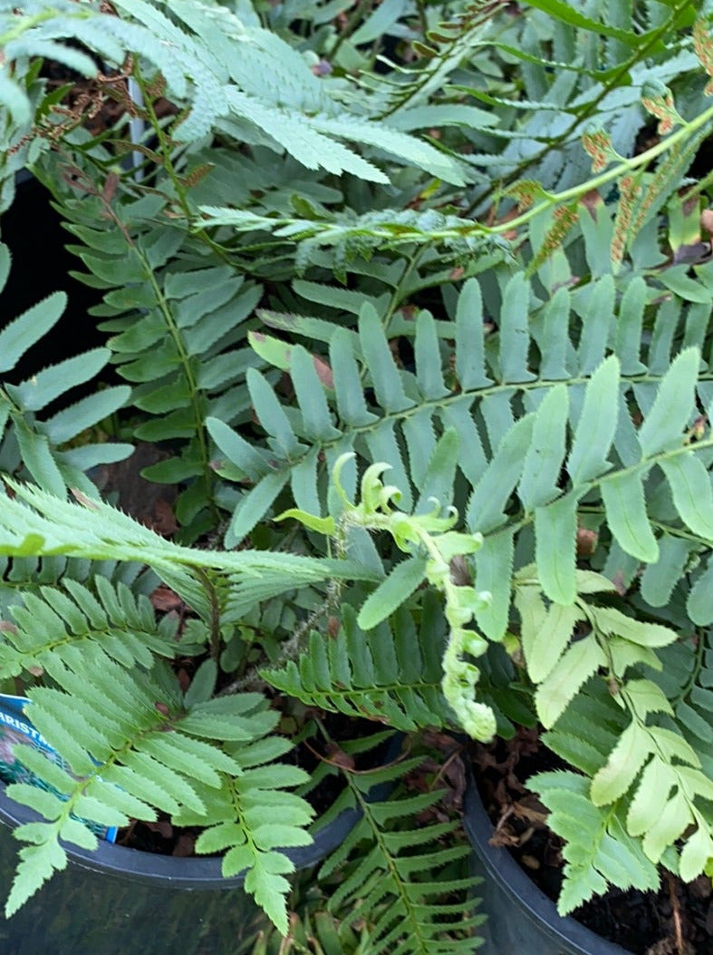 POLYSTICHUM ACROSTICHOIDES (CHRISTMAS FERN)
