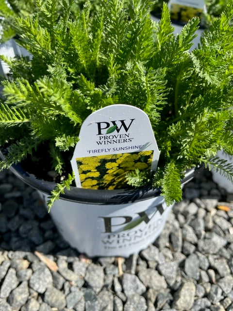 ACHILLEA, FIREFLY SUNSHINE (YARROW)
