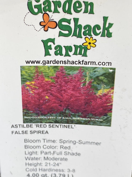 ASTILBE, RED SENTINEL