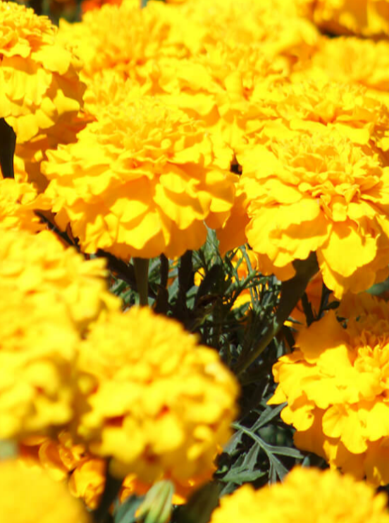 MARIGOLD, SUPER HERO DEEP YELLOW