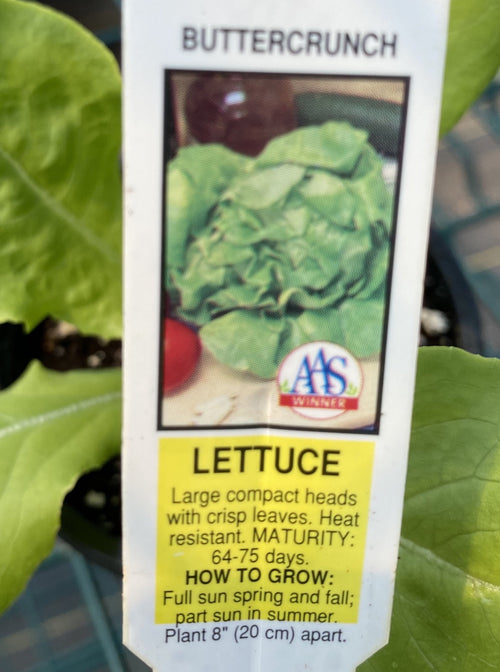 LETTUCE, BUTTERCRUNCH