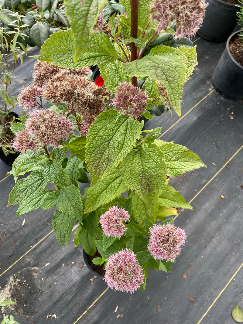 EUPATORIUM, LITTLE JOE (JOE PYE WEED)