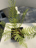 ATHYRIUM, LADY IN RED FERN