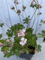 GERANIUM BIOKOVO (CRANESBILL)