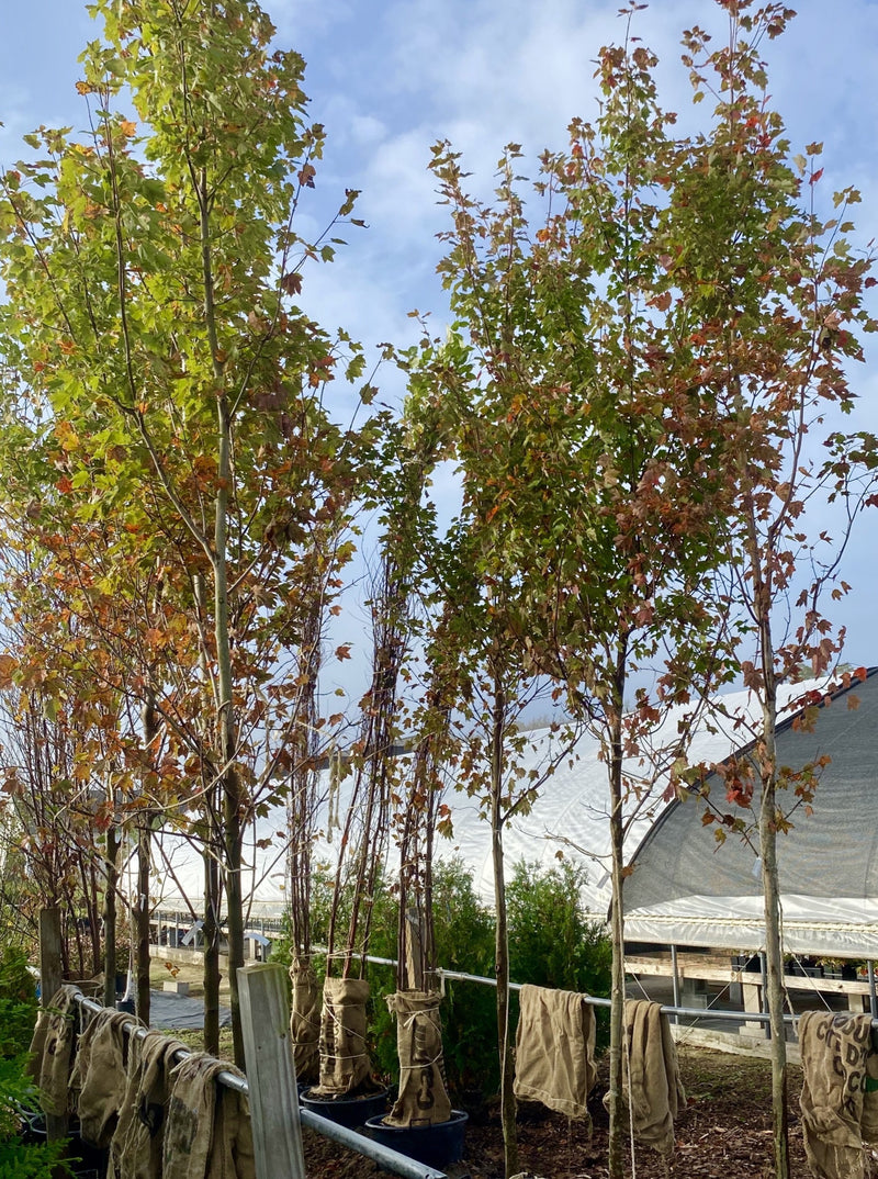 MAPLE, OCTOBER GLORY