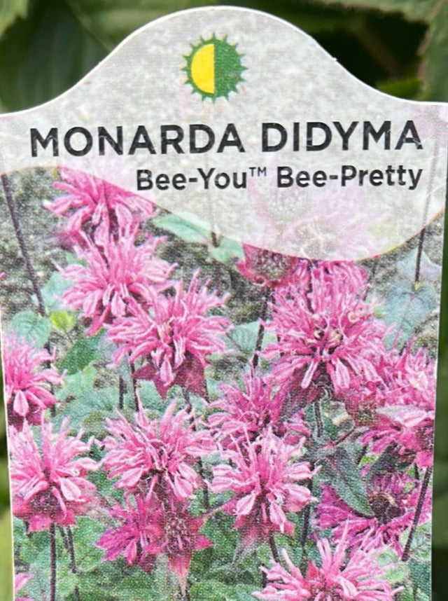 MONARDA, BEE PRETTY (BEE BALM)
