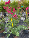 CRAPE MYRTLE, TONTO