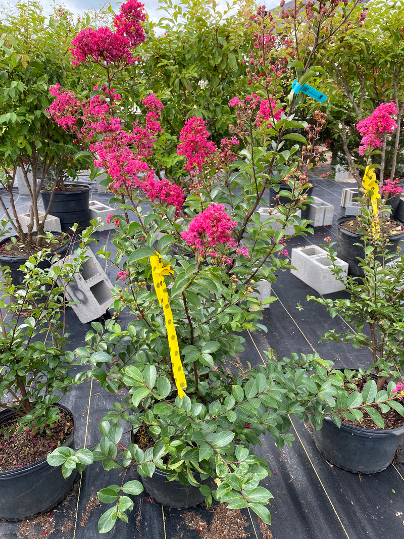 CRAPE MYRTLE, TONTO