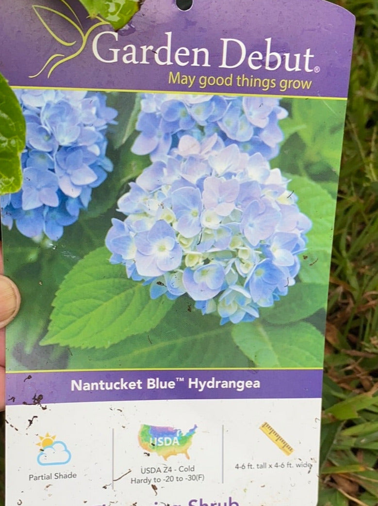 HYDRANGEA, NANTUCKET BLUE