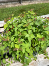 SPIRAEA, DOUBLE PLAY CANDY CORN