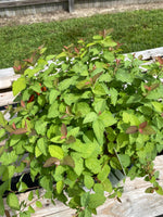 SPIRAEA, DOUBLE PLAY CANDY CORN