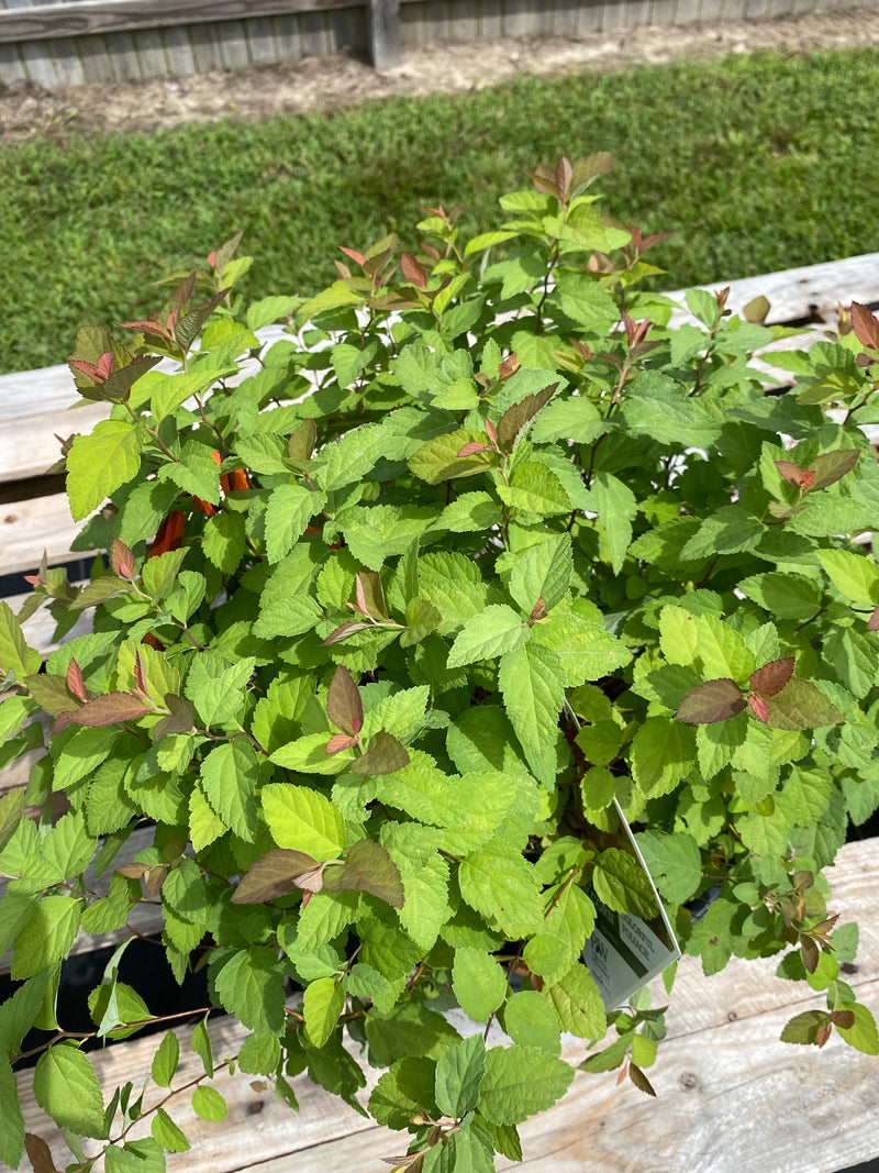 SPIRAEA, DOUBLE PLAY CANDY CORN