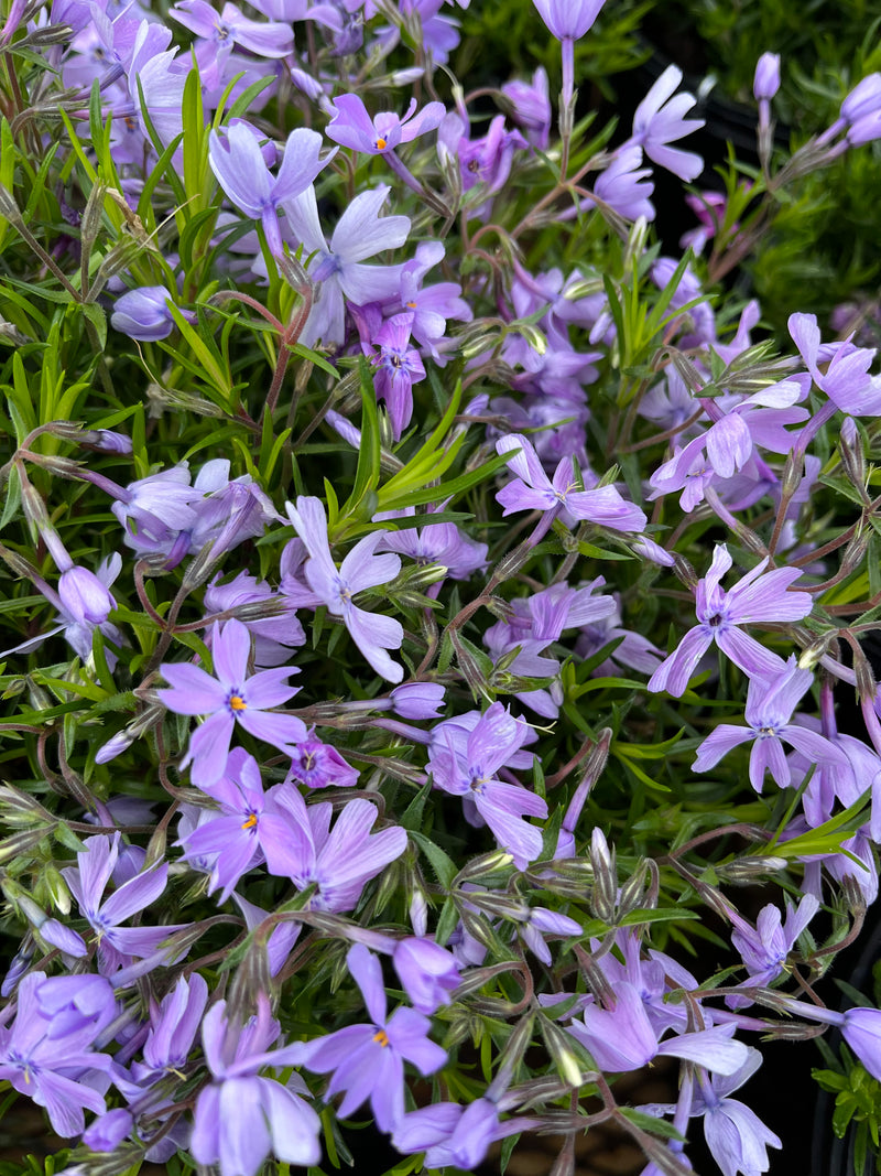 PHLOX, EMERALD BLUE (CREEPING PHLOX)