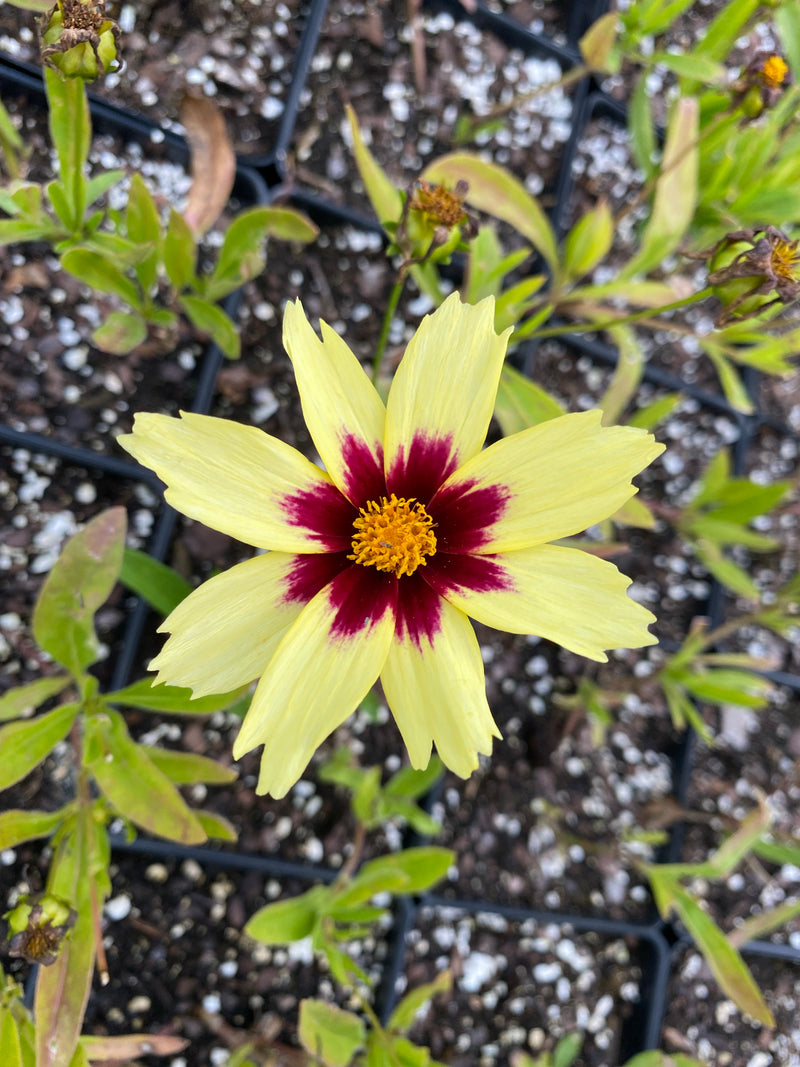 COREOPSIS, SUPER STAR (TICKSEED)