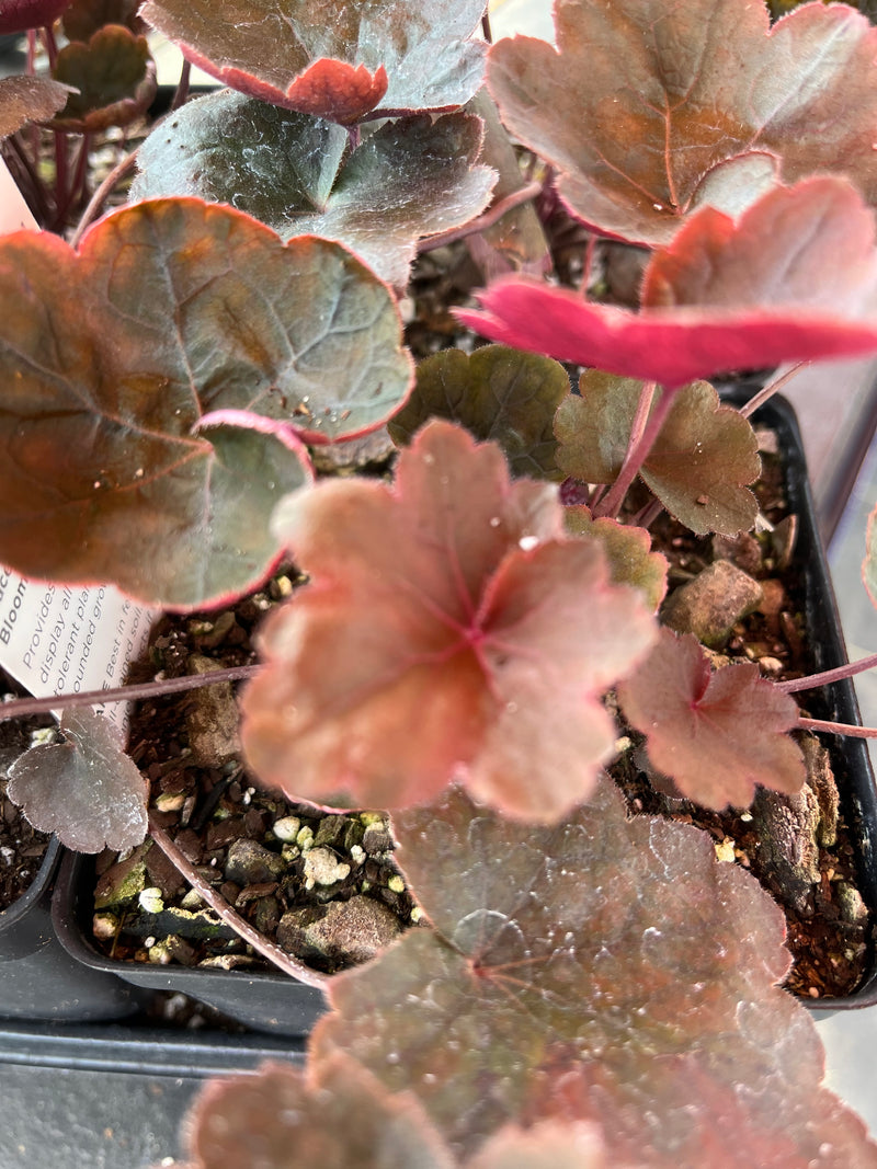 HEUCHERA, BLACK OLIVE (CORAL BELLS)
