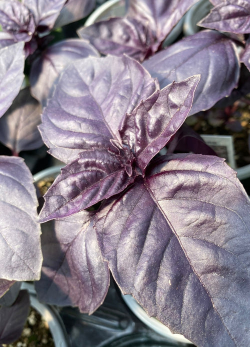 BASIL, RED RUBY