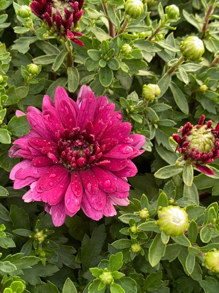MUM, PURPLE