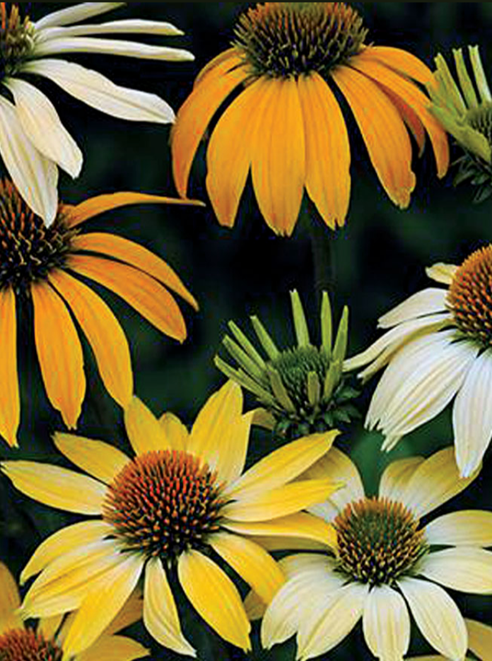 ECHINACEA, MELLOW YELLOWS (CONEFLOWER)