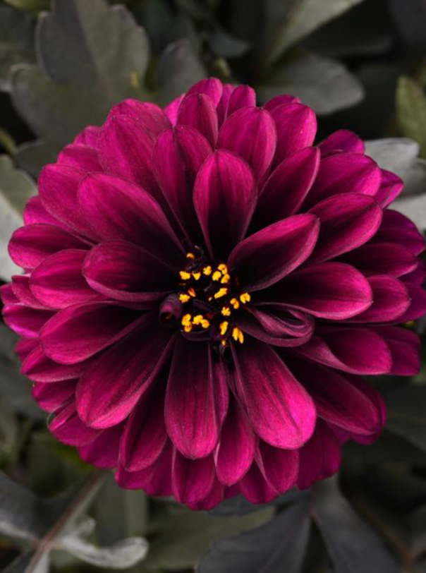 DAHLIA, CITY LIGHTS PURPLE
