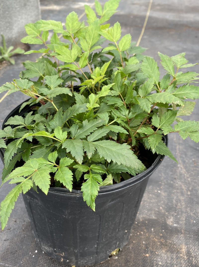 ASTILBE, RED SENTINEL