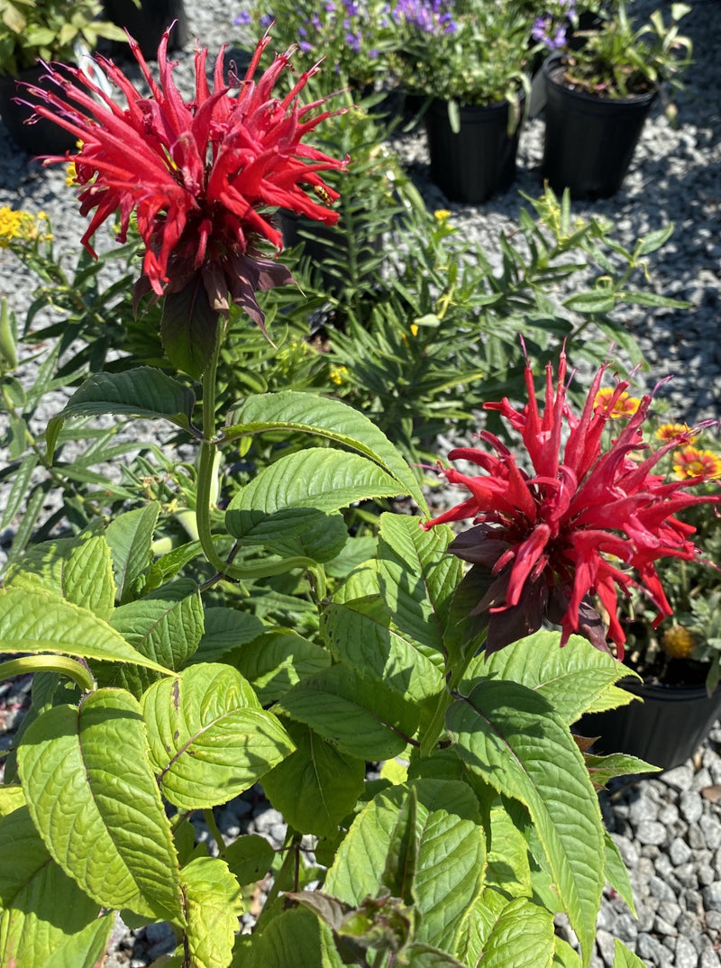 MONARDA, JACOB CLINE (BEE BALM)