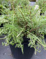 ACHILLEA, PAPRIKA (YARROW)