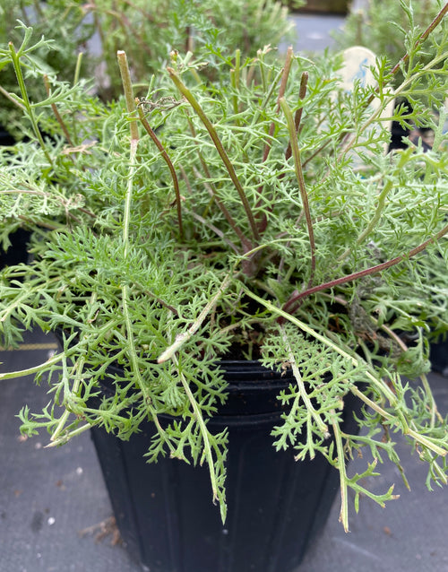 ACHILLEA, PAPRIKA (YARROW)