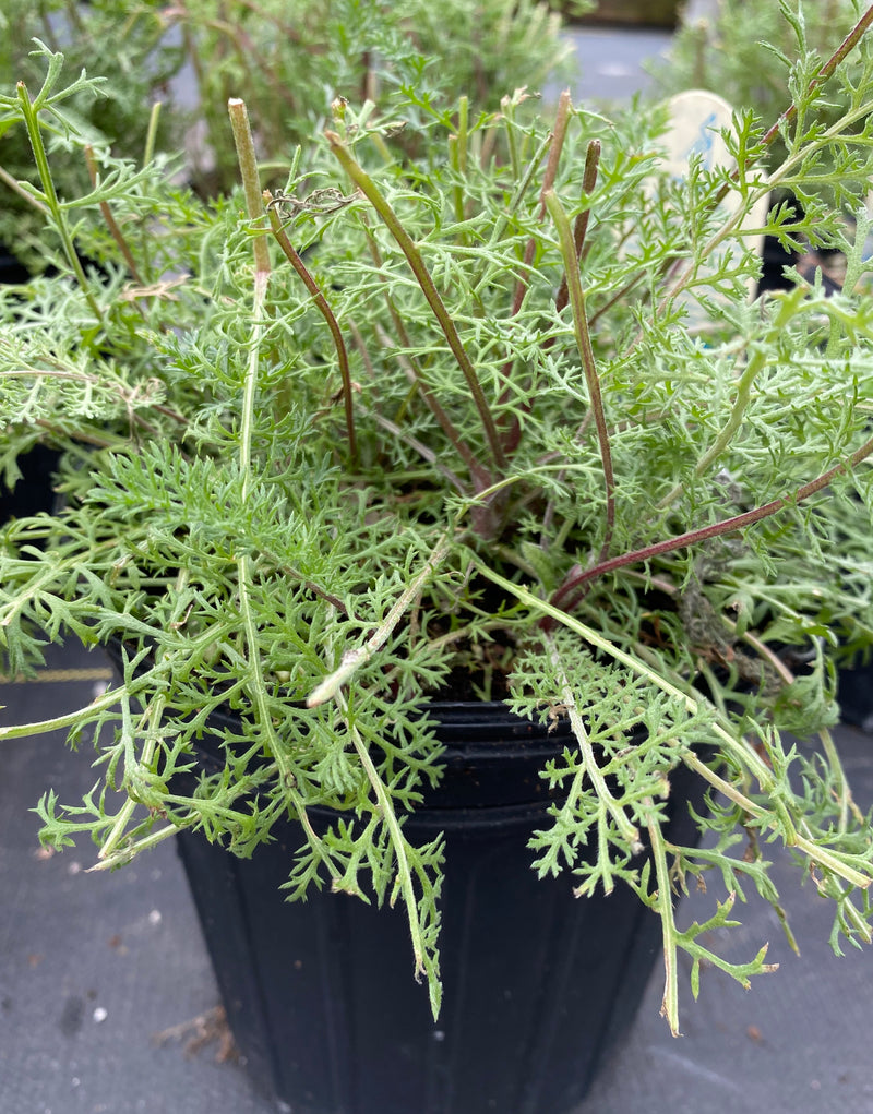 ACHILLEA, PAPRIKA (YARROW)